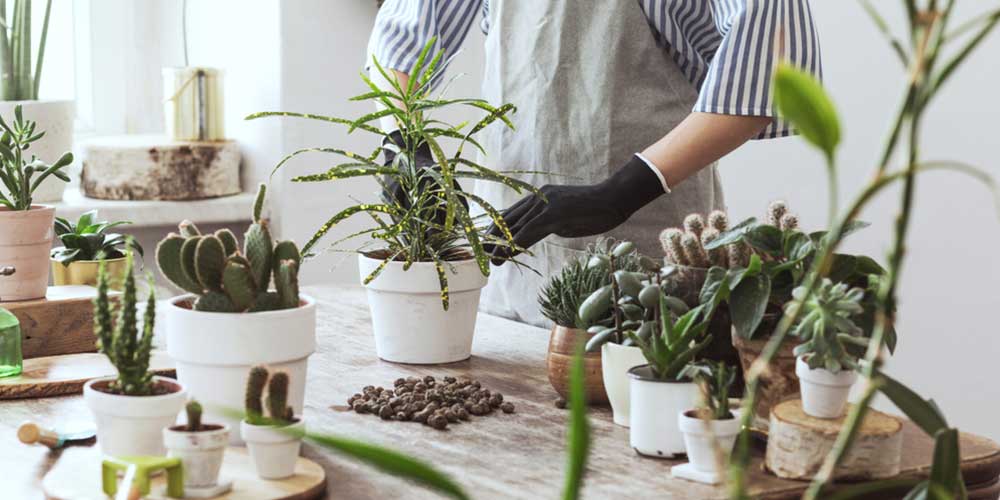Indoor Gardening Myths every gardener should know about! - Landscaping ...